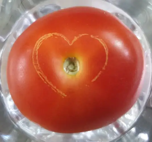 Tomate - Biogravur